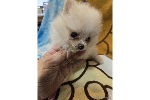 成約済の京都府のポメラニアン-340936の2枚目